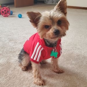 ⚠️ Doggie adidog sweatshirts